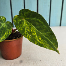 Load image into Gallery viewer, #R482 Variegated Anthurium Forgetii x
