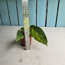 Load image into Gallery viewer, #R482 Variegated Anthurium Forgetii x
