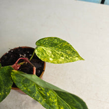 Load image into Gallery viewer, #R482 Variegated Anthurium Forgetii x