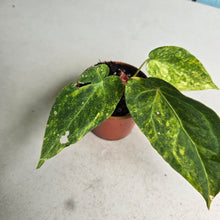 Load image into Gallery viewer, #R482 Variegated Anthurium Forgetii x