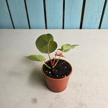 Load image into Gallery viewer, #R482 Variegated Anthurium Forgetii x
