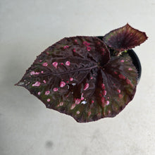Load image into Gallery viewer, #RB16 Begonia Unknown