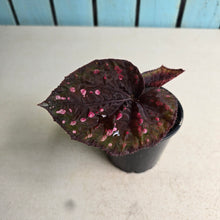Load image into Gallery viewer, #RB16 Begonia Unknown