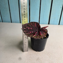 Load image into Gallery viewer, #RB16 Begonia Unknown