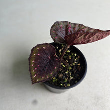 Load image into Gallery viewer, #RB16 Begonia Unknown