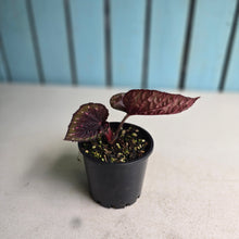 Load image into Gallery viewer, #RB16 Begonia Unknown