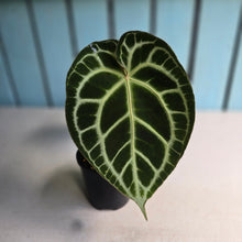 Load image into Gallery viewer, #R2 Anthurium Crystallinum x