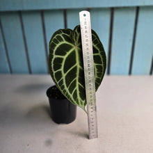 Load image into Gallery viewer, #R2 Anthurium Crystallinum x