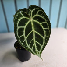 Load image into Gallery viewer, #R2 Anthurium Crystallinum x