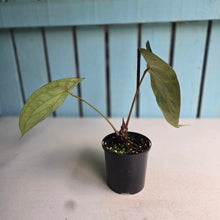 Load image into Gallery viewer, #R2 Anthurium Crystallinum x