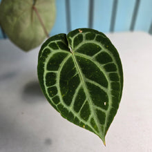 Load image into Gallery viewer, #R2 Anthurium Crystallinum x