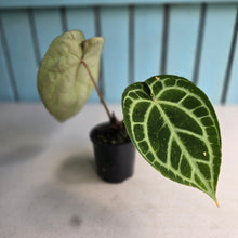 Load image into Gallery viewer, #R2 Anthurium Crystallinum x