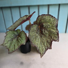 Load image into Gallery viewer, #RD33 Begonia Unknown