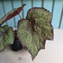 Load image into Gallery viewer, #RD33 Begonia Unknown