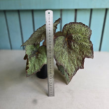 Load image into Gallery viewer, #RD33 Begonia Unknown