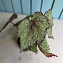 Load image into Gallery viewer, #RD33 Begonia Unknown