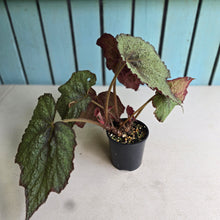 Load image into Gallery viewer, #RD33 Begonia Unknown