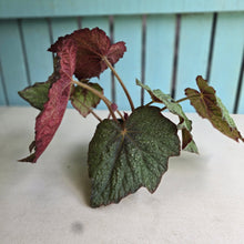 Load image into Gallery viewer, #RD33 Begonia Unknown