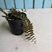 Load image into Gallery viewer, #RA1 Solanum Evolvulifolium