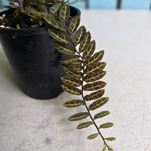 Load image into Gallery viewer, #RA1 Solanum Evolvulifolium