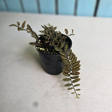 Load image into Gallery viewer, #RA1 Solanum Evolvulifolium