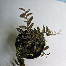 Load image into Gallery viewer, #RA1 Solanum Evolvulifolium
