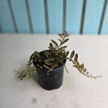 Load image into Gallery viewer, #RA1 Solanum Evolvulifolium
