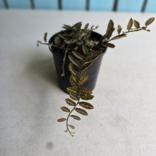 Load image into Gallery viewer, #RA1 Solanum Evolvulifolium