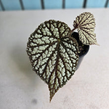 Load image into Gallery viewer, #RD2 Begonia Unknown