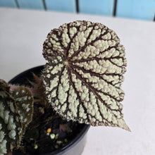 Load image into Gallery viewer, #RD2 Begonia Unknown
