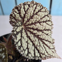 Load image into Gallery viewer, #RD2 Begonia Unknown