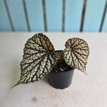 Load image into Gallery viewer, #RD2 Begonia Unknown
