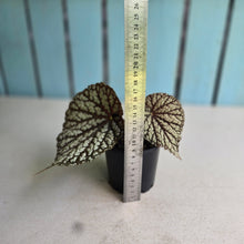 Load image into Gallery viewer, #RD2 Begonia Unknown