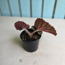 Load image into Gallery viewer, #RD2 Begonia Unknown