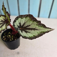 Load image into Gallery viewer, #R9 Begonia Unknown