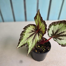 Load image into Gallery viewer, #R9 Begonia Unknown