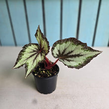 Load image into Gallery viewer, #R9 Begonia Unknown