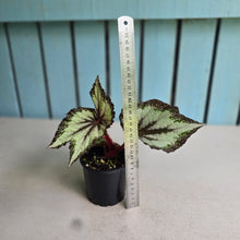 Load image into Gallery viewer, #R9 Begonia Unknown