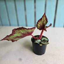 Load image into Gallery viewer, #R9 Begonia Unknown