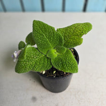 Load image into Gallery viewer, #RB12 Episcia Blue Heaven
