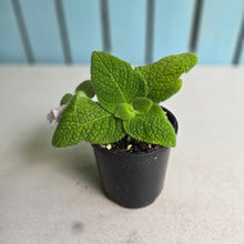 Load image into Gallery viewer, #RB12 Episcia Blue Heaven