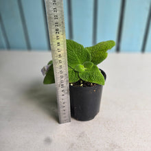 Load image into Gallery viewer, #RB12 Episcia Blue Heaven
