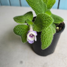 Load image into Gallery viewer, #RB12 Episcia Blue Heaven