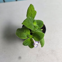Load image into Gallery viewer, #RB12 Episcia Blue Heaven