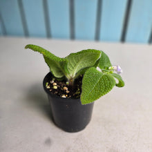 Load image into Gallery viewer, #RB12 Episcia Blue Heaven
