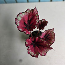 Load image into Gallery viewer, #R43 Begonia Kotobuki