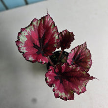 Load image into Gallery viewer, #R43 Begonia Kotobuki