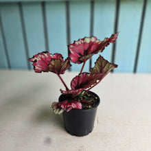 Load image into Gallery viewer, #R43 Begonia Kotobuki
