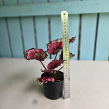 Load image into Gallery viewer, #R43 Begonia Kotobuki