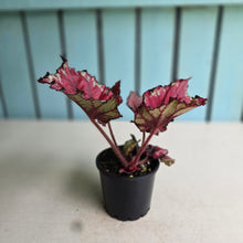Load image into Gallery viewer, #R43 Begonia Kotobuki